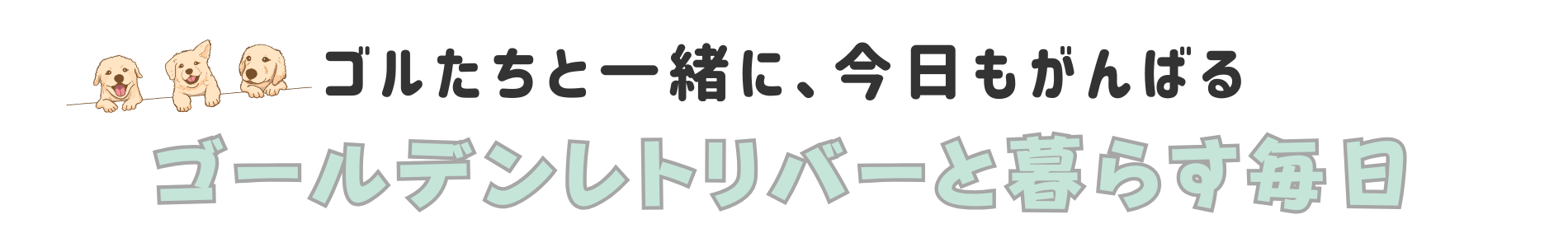 ゴールデンレトリバーと暮らす毎日