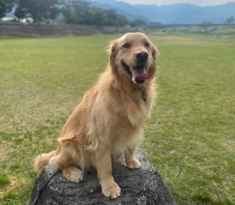芝生でおすわりしているみんと