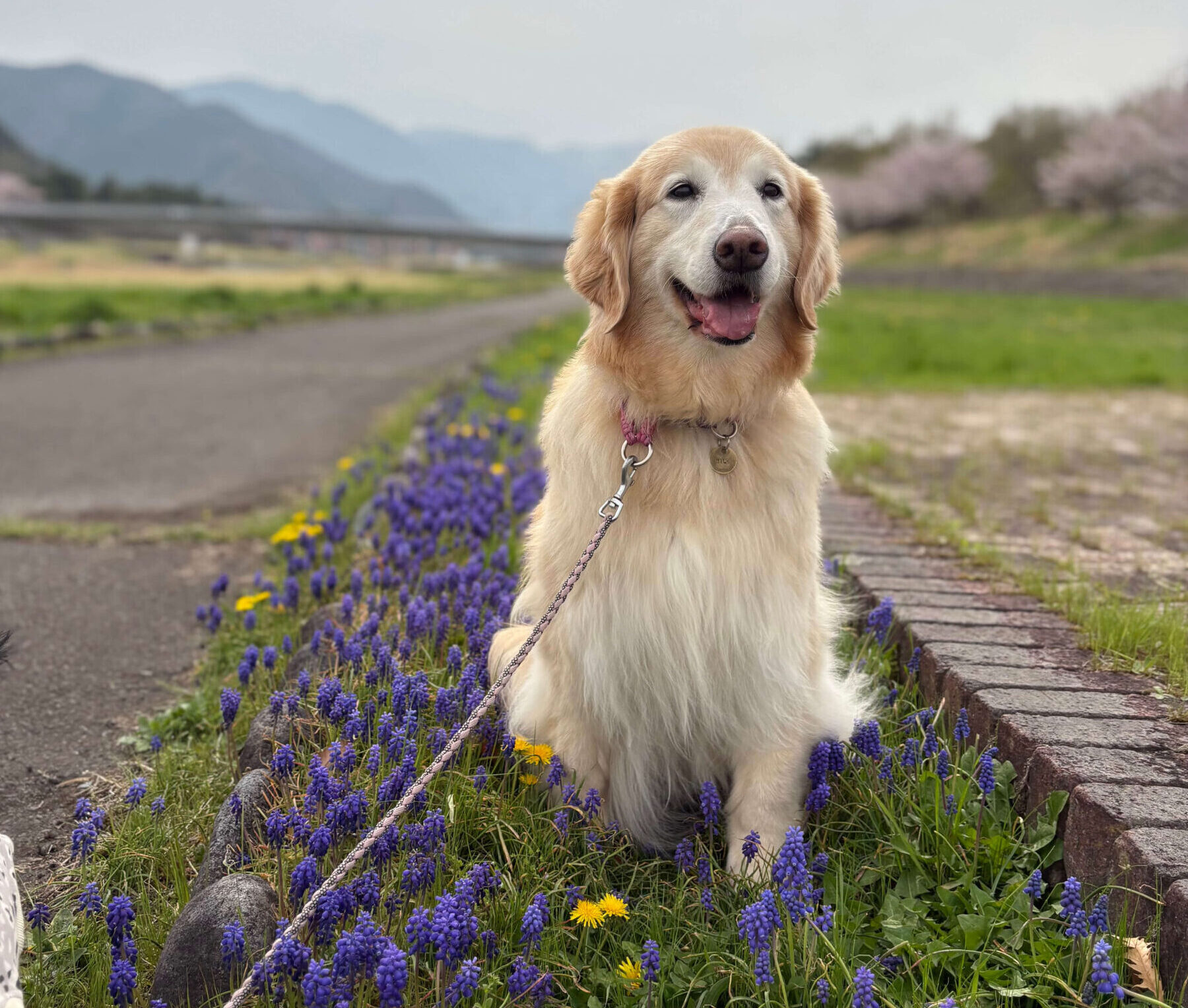 春に咲くムスリカの前で笑顔のみるく（大型犬）